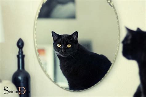 The Fascinating Behavior of Mirror Cats